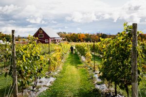 Located in the scenic rural countryside just outside Shawville, Quebec, Little Red Wagon Winery is a family-run boutique vineyard set on a historic fruit farm dating back to the 1940s.