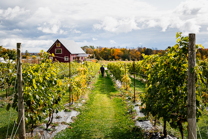 Located in the scenic rural countryside just outside Shawville, Quebec, Little Red Wagon Winery is a family-run boutique vineyard set on a historic fruit farm dating back to the 1940s.